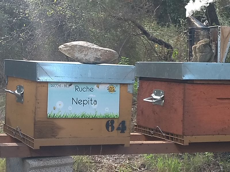 La ruche Nepita