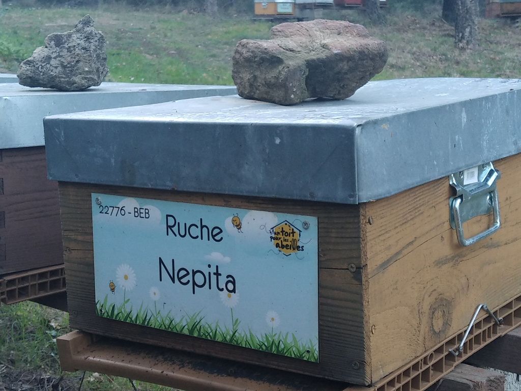 La ruche Nepita