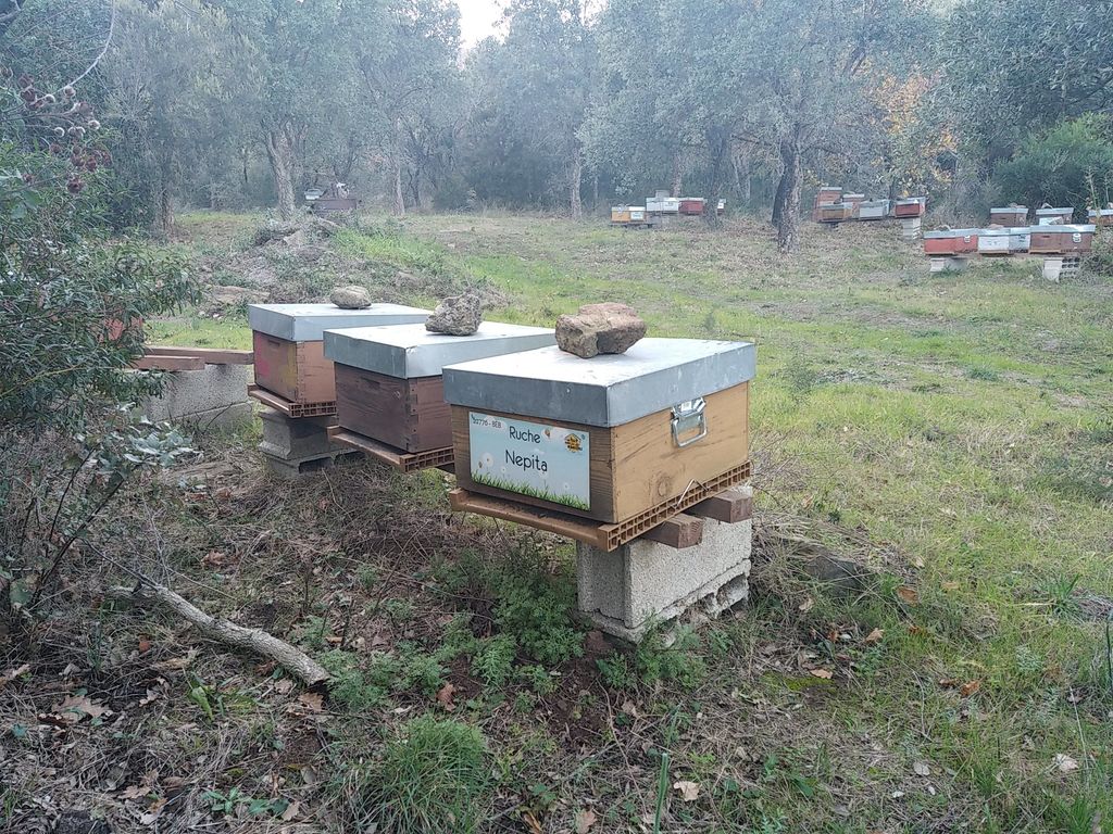 La ruche Nepita