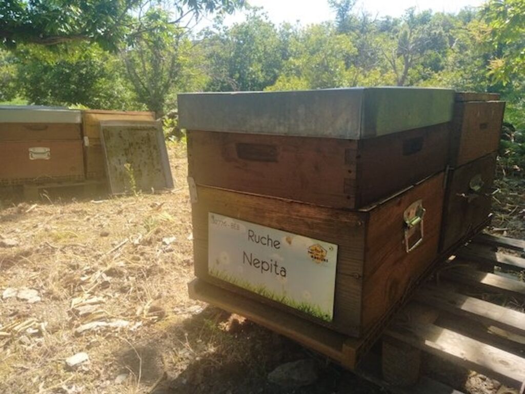 La ruche Nepita