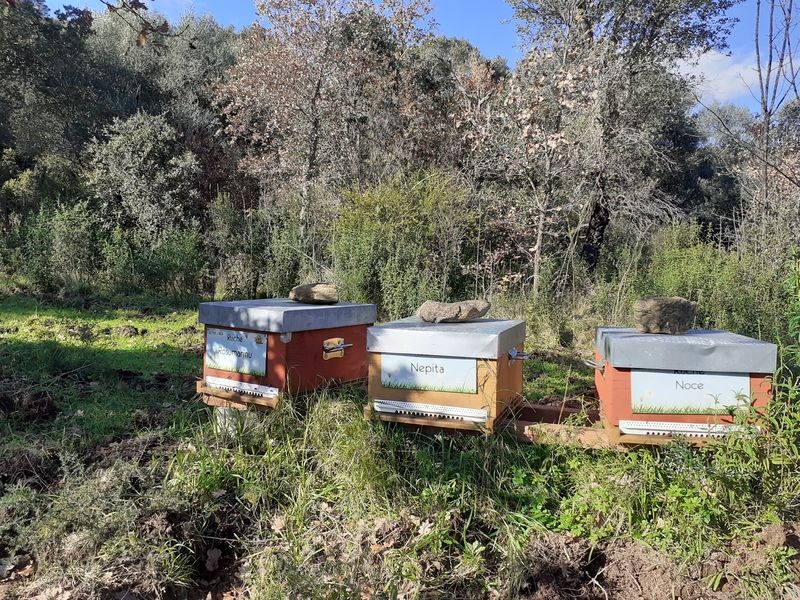La ruche Nepita