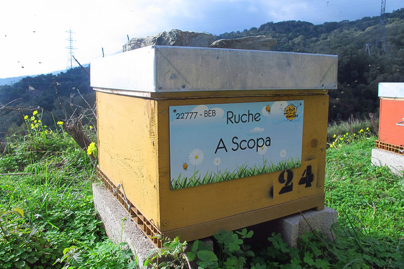 La ruche
