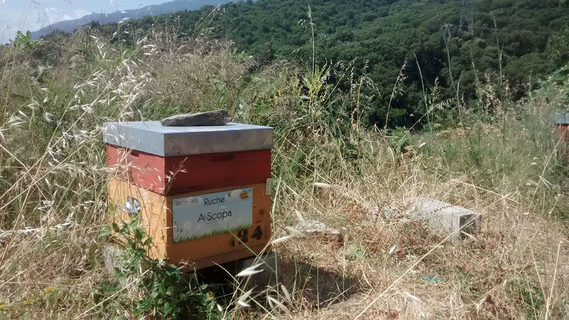 La ruche A Scopa