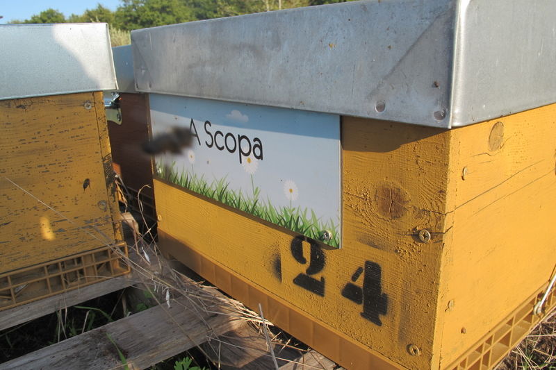La ruche A Scopa