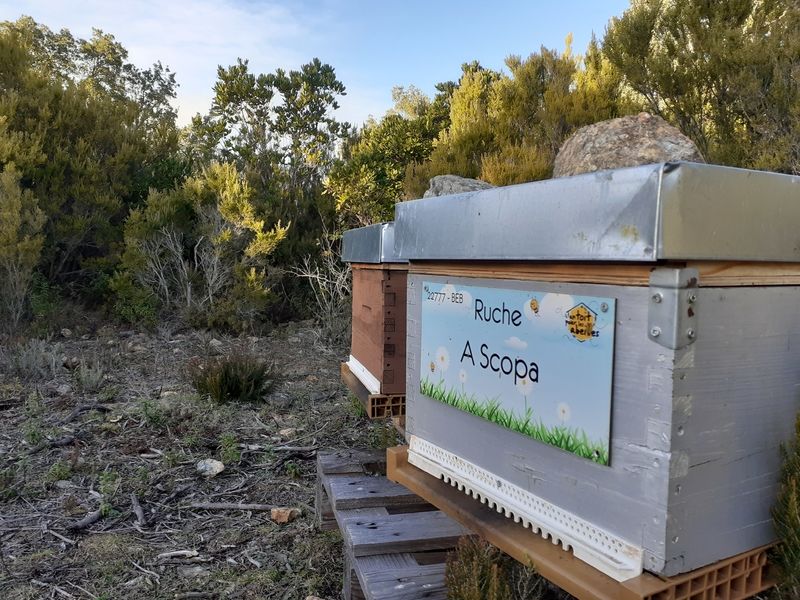 La ruche A Scopa
