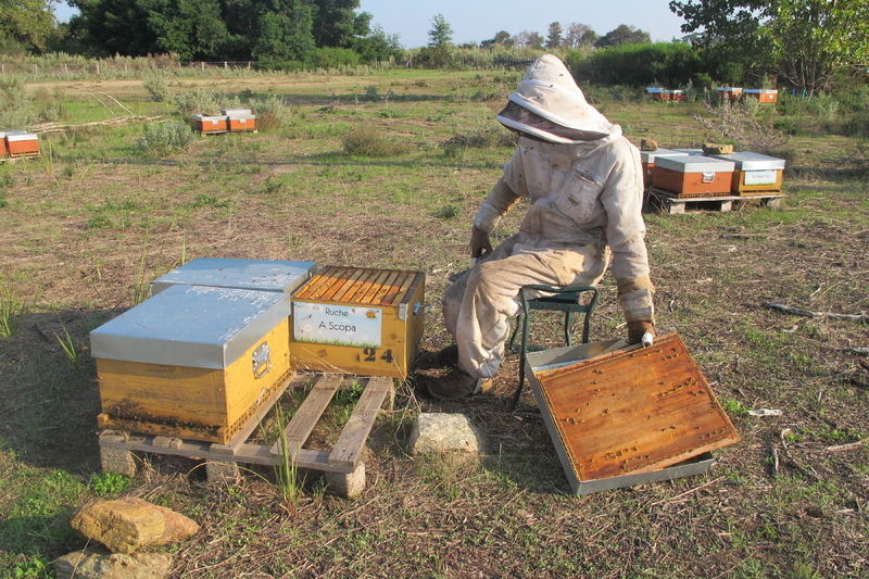 La ruche A Scopa