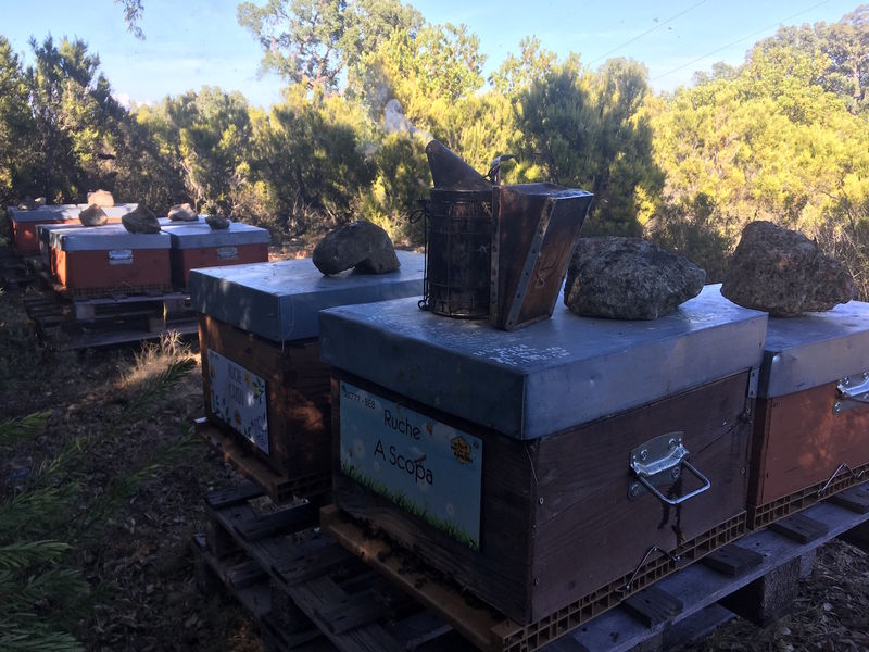 La ruche A Scopa
