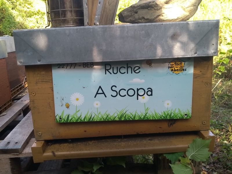 La ruche A Scopa
