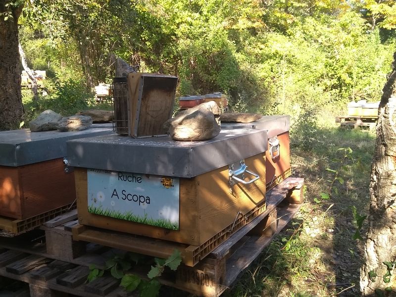 La ruche A Scopa