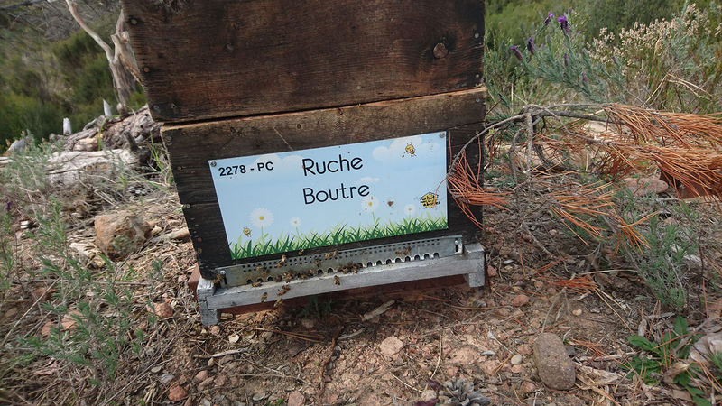 La ruche Boutre