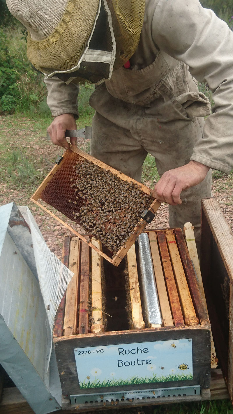 La ruche Boutre