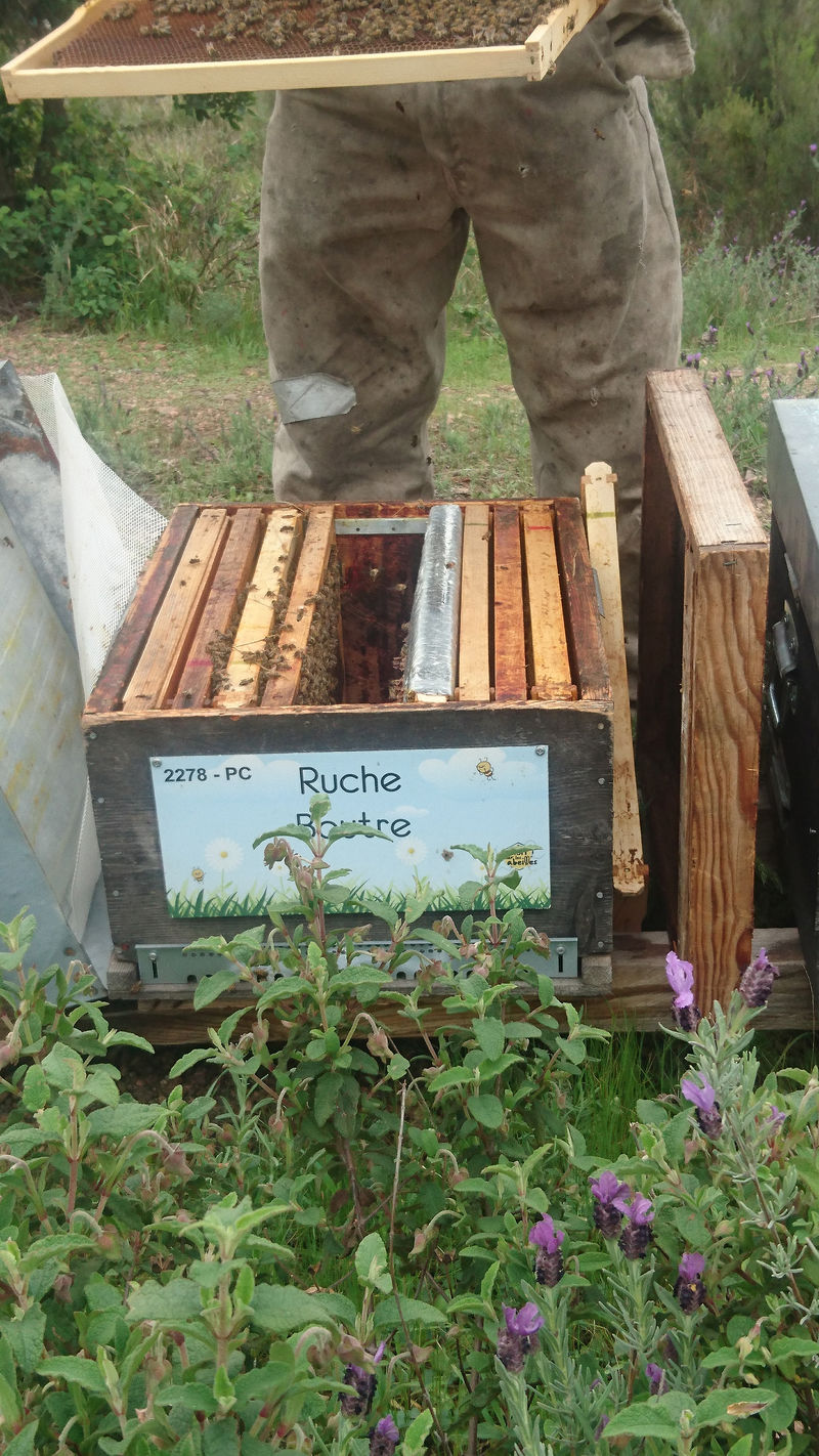 La ruche Boutre
