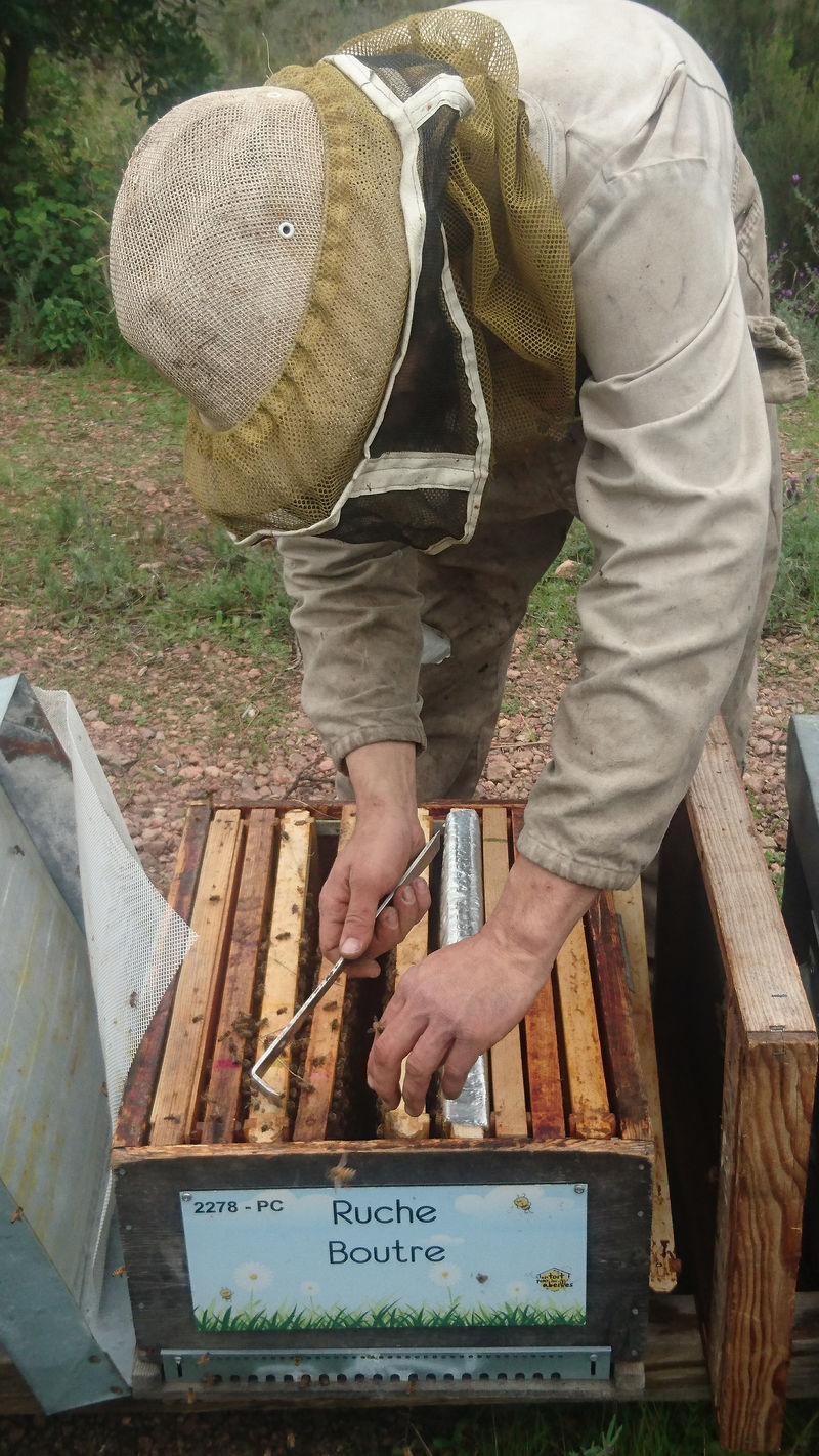 La ruche Boutre