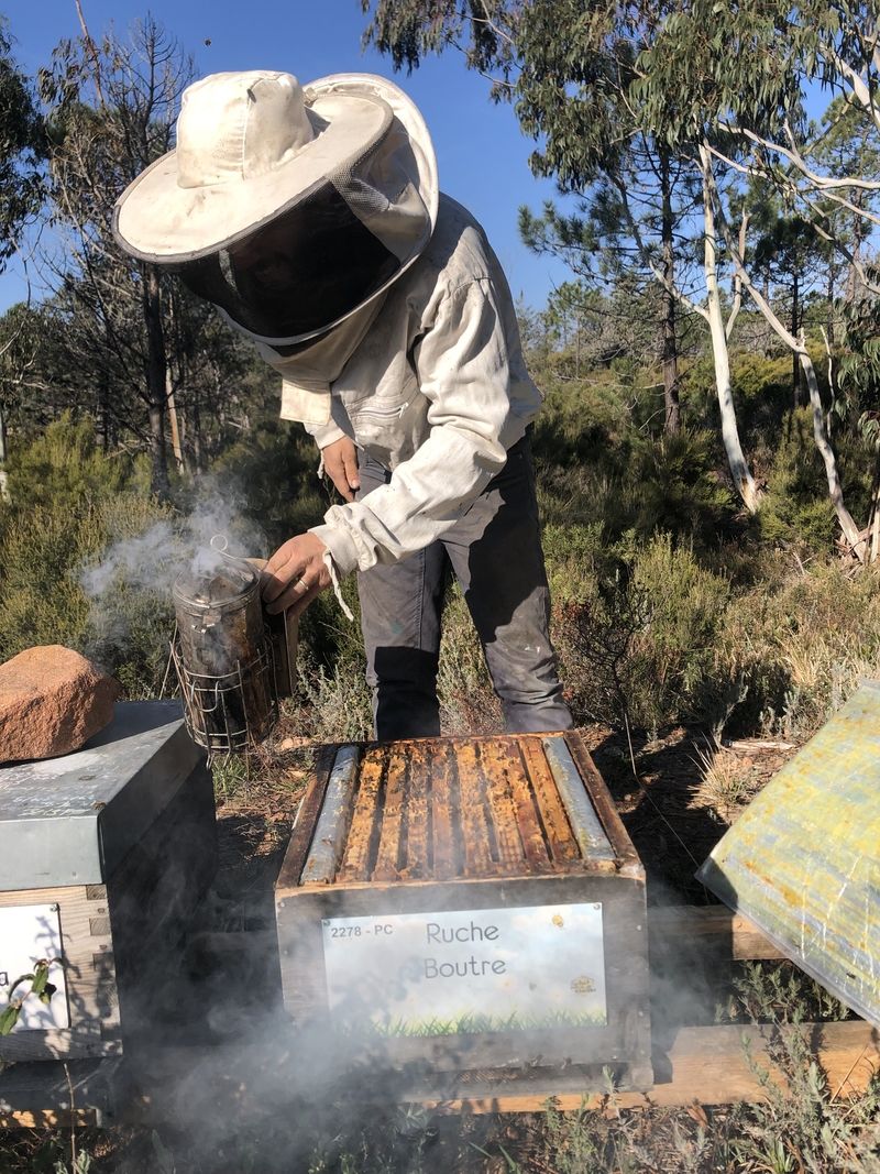 La ruche Boutre