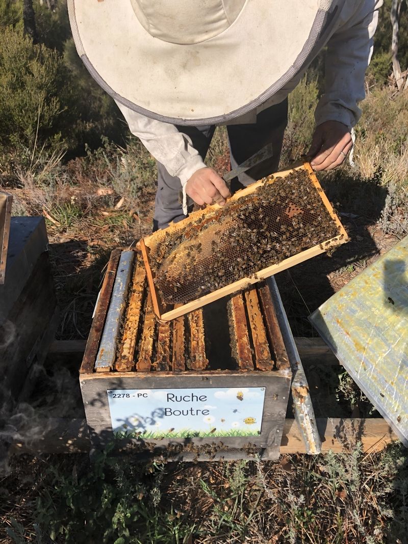 La ruche Boutre