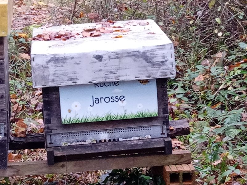 La ruche Jarosse