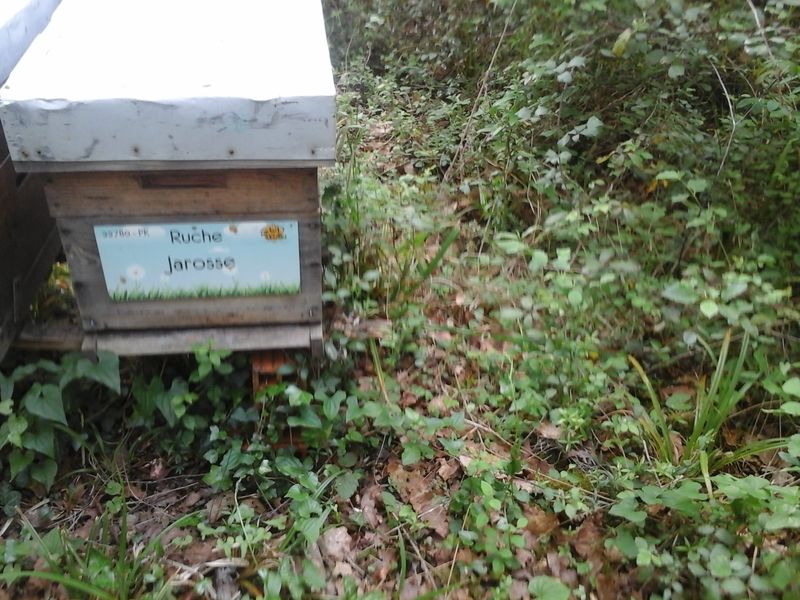 La ruche Jarosse