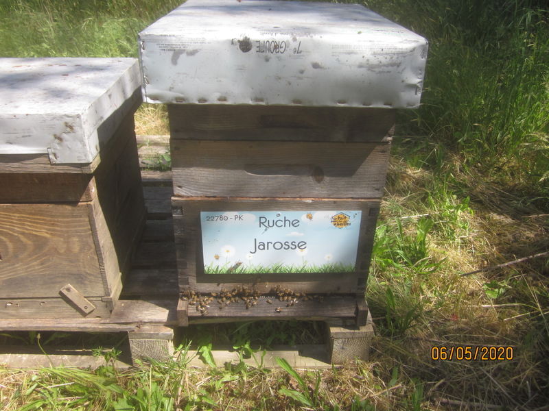 La ruche Jarosse