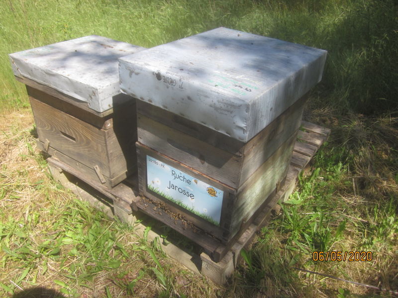 La ruche Jarosse