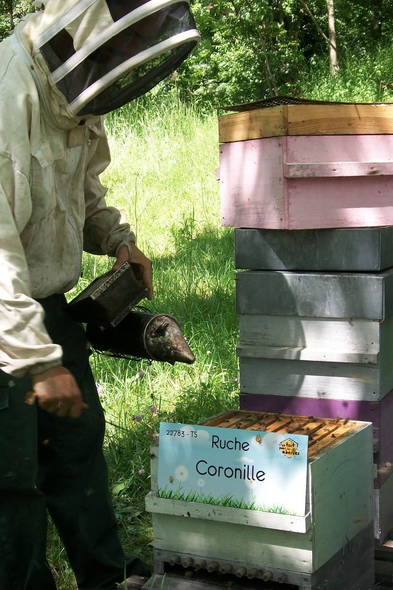 La ruche Coronille