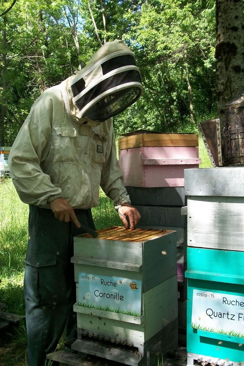 La ruche Coronille