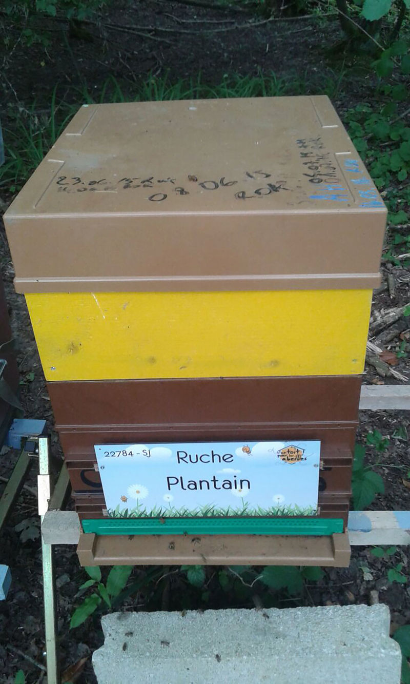 La ruche