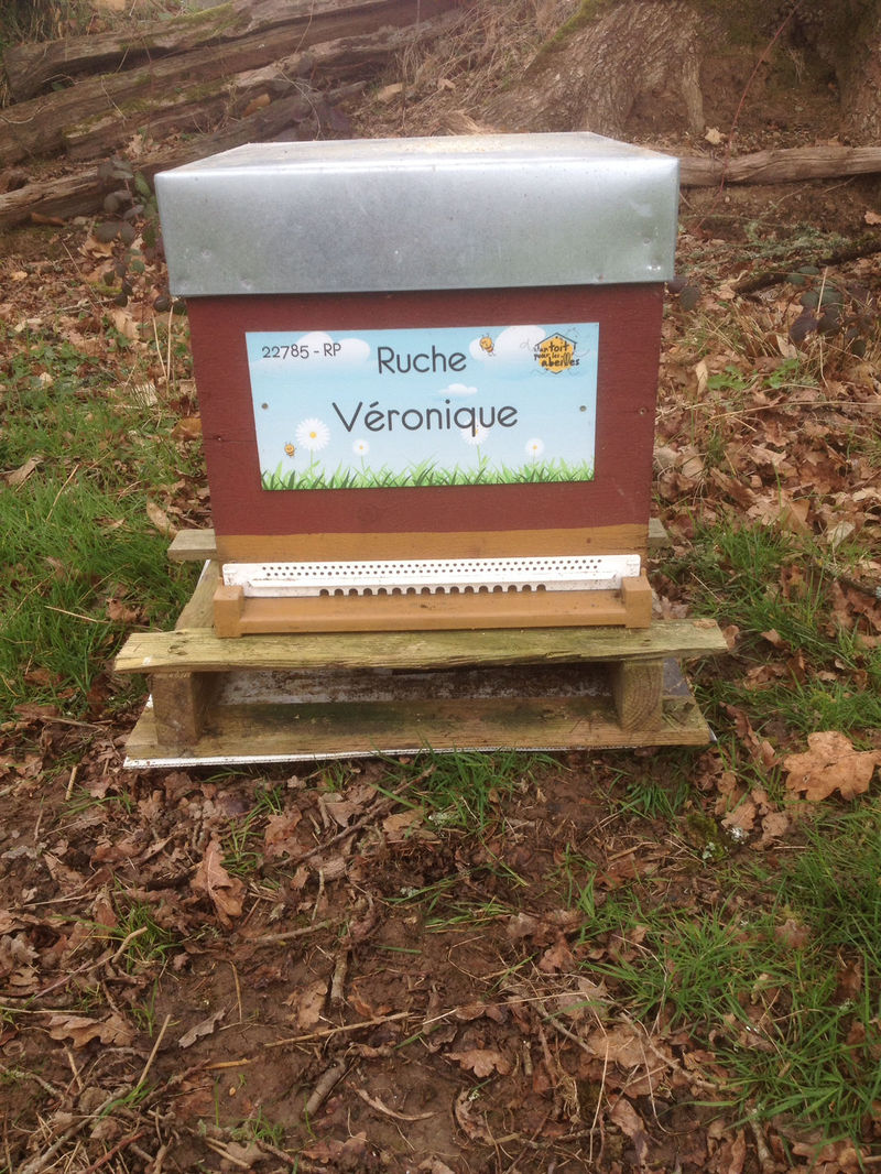La ruche Véronique