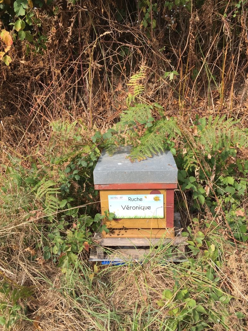 La ruche Véronique