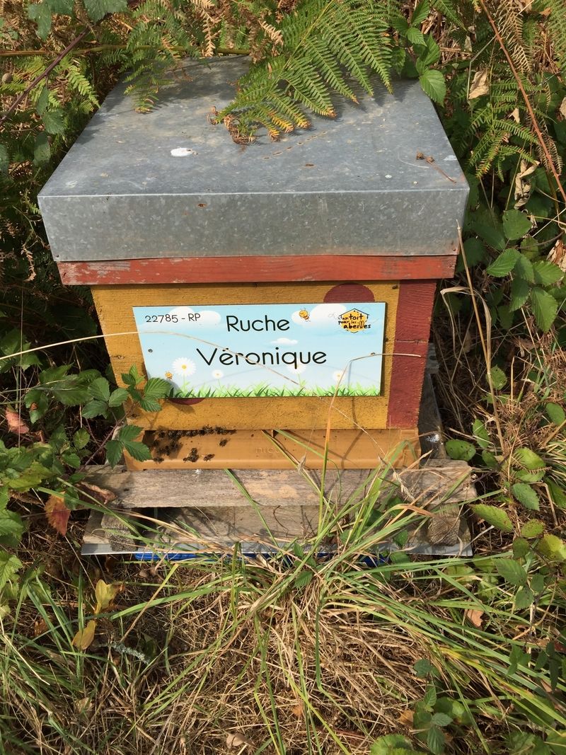 La ruche Véronique