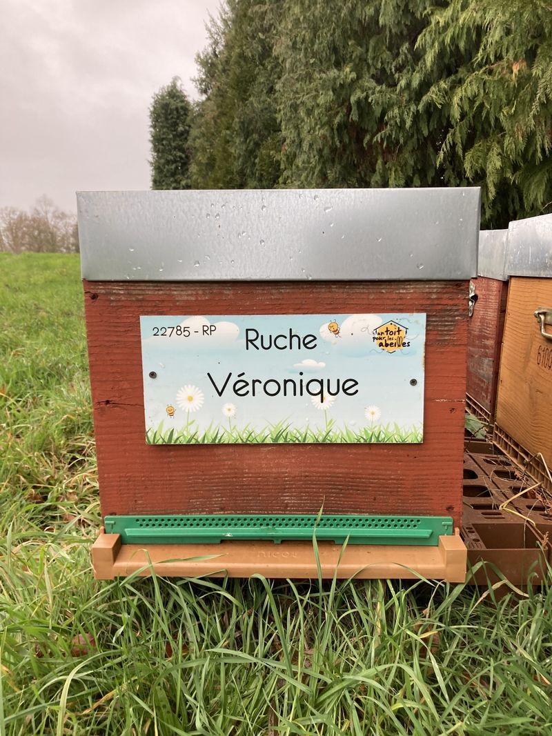 La ruche Véronique