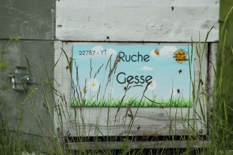 La ruche Gesse