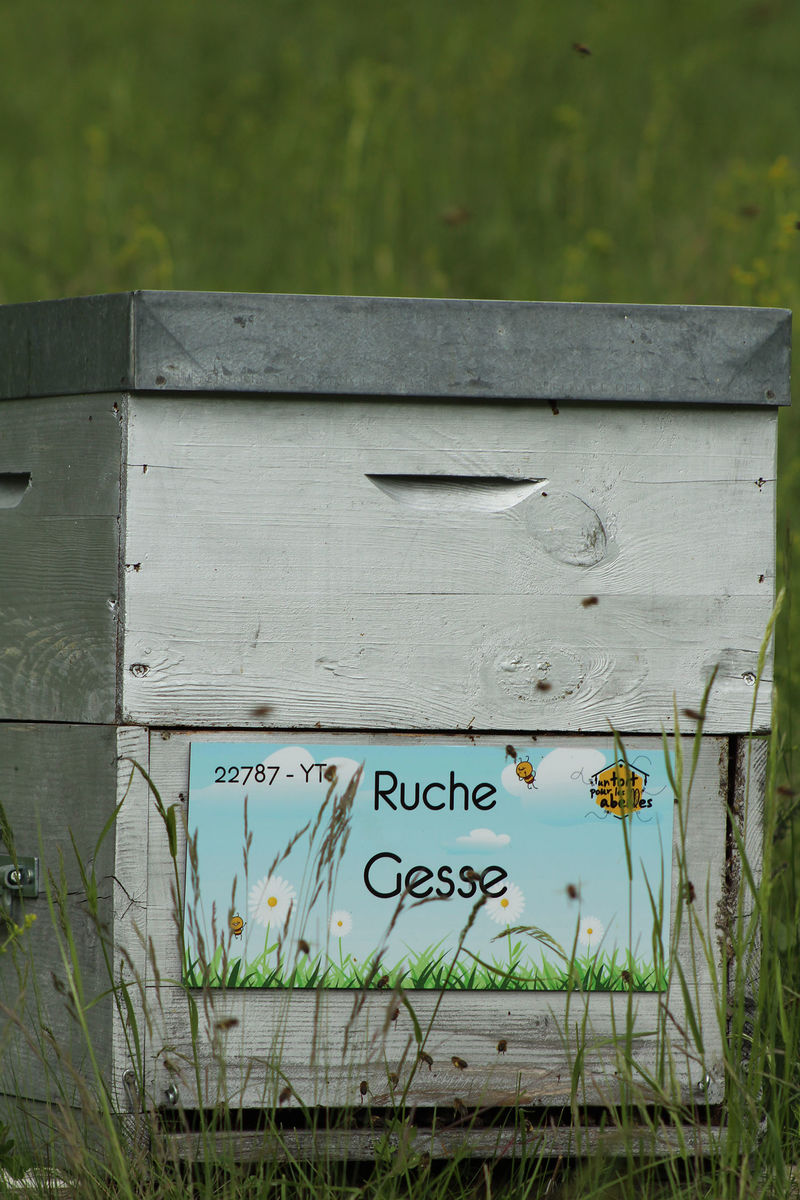 La ruche Gesse