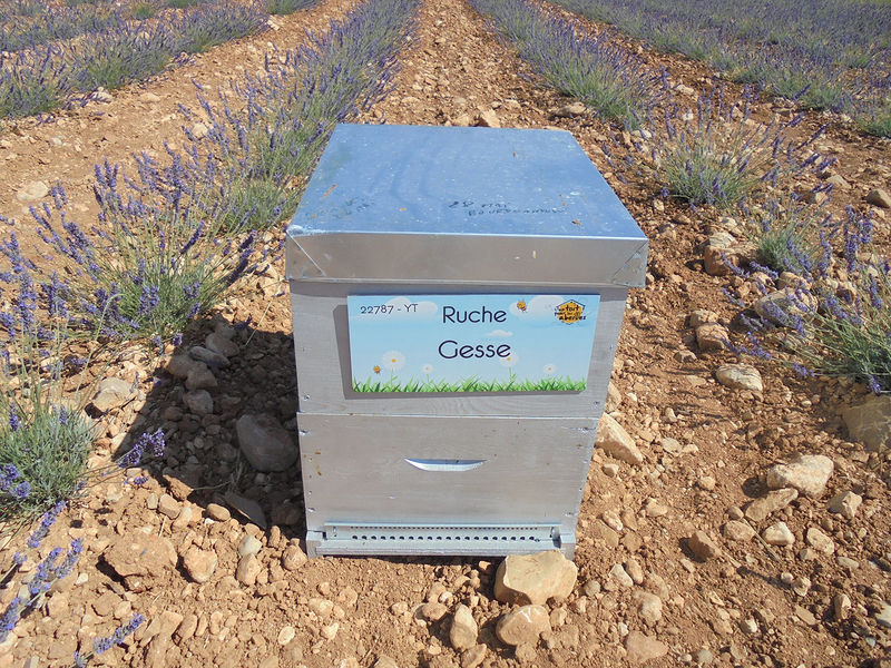 La ruche Gesse