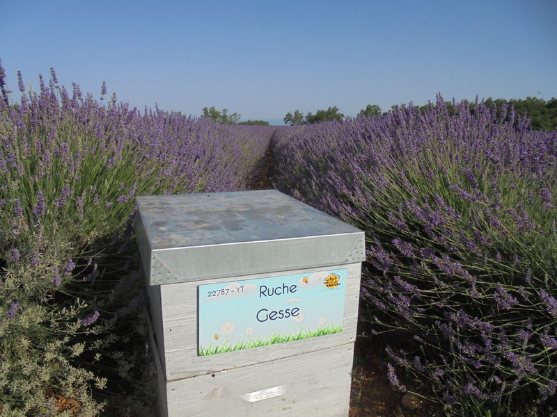 La ruche Gesse