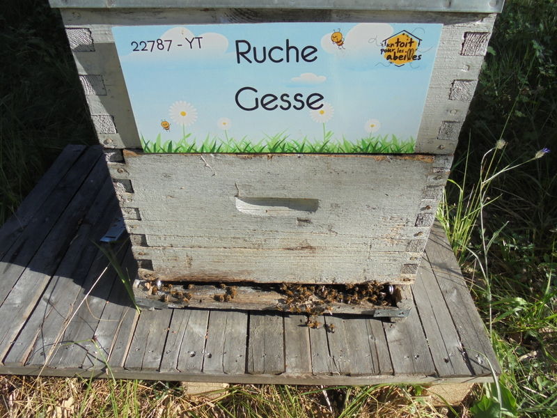 La ruche Gesse