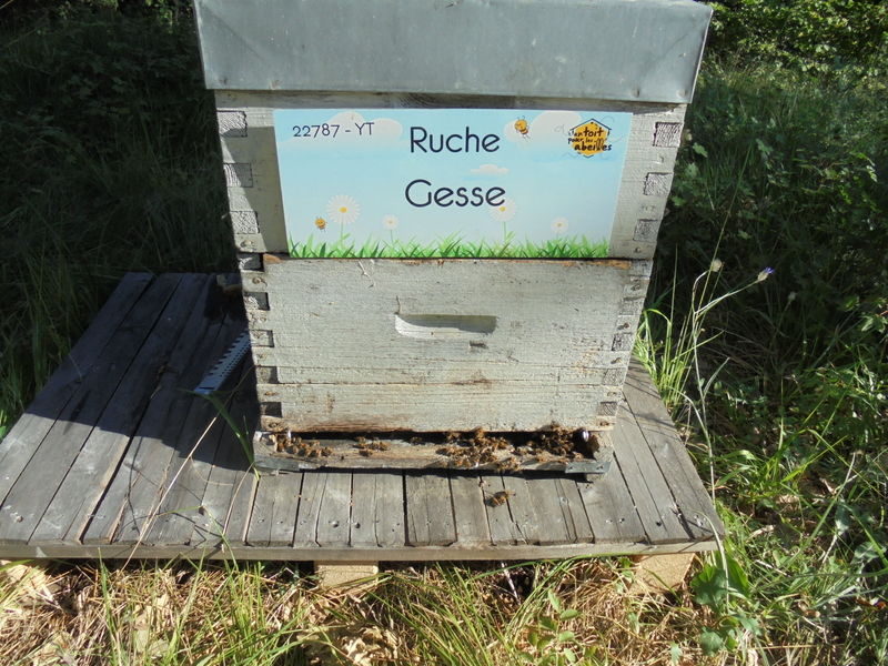 La ruche Gesse