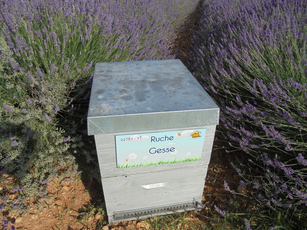 La ruche Gesse