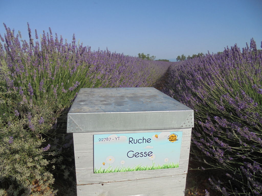 La ruche Gesse