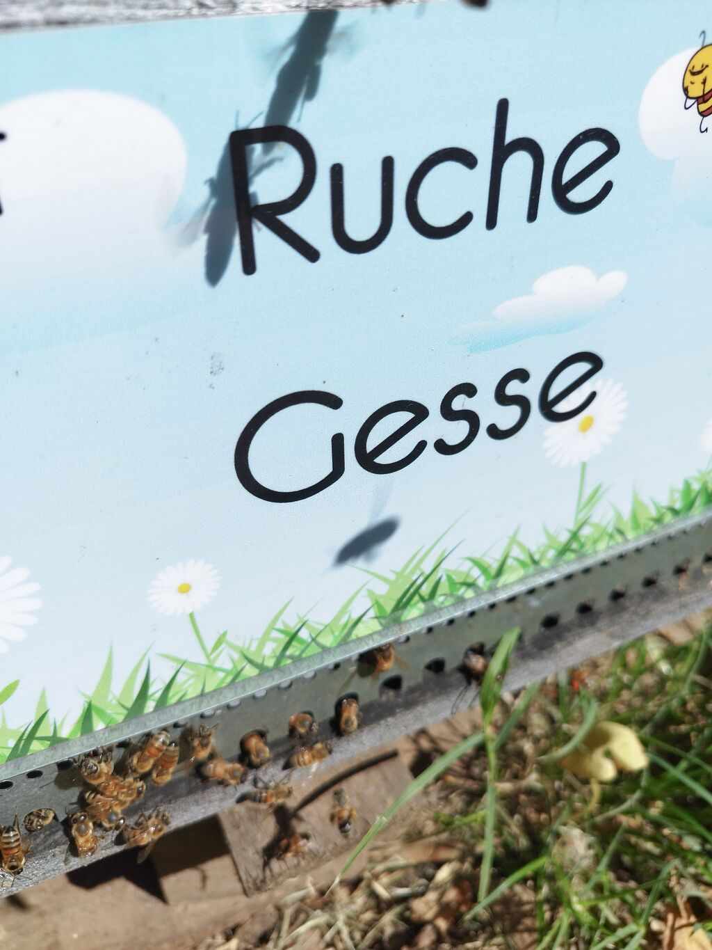 La ruche Gesse