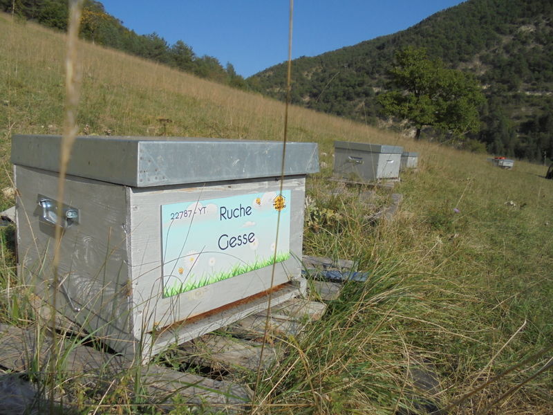 La ruche Gesse