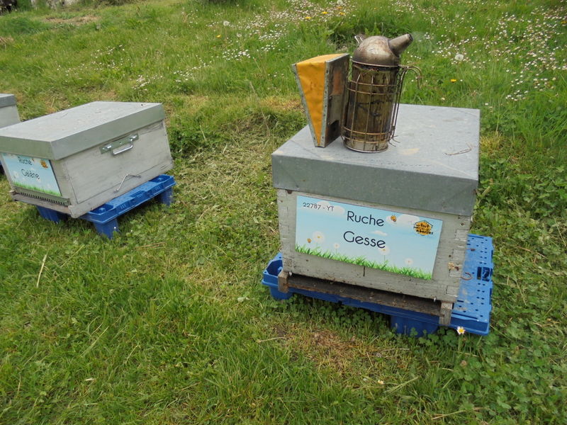 La ruche Gesse