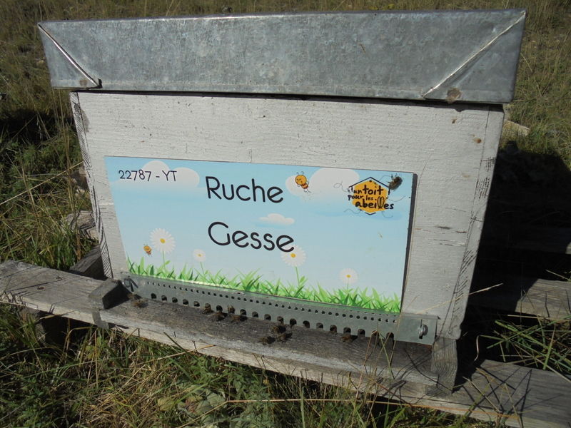 La ruche Gesse