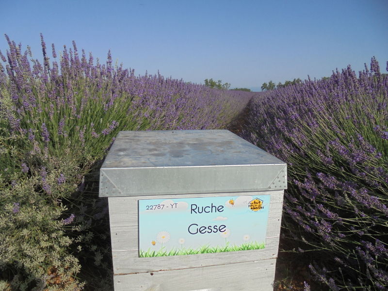 La ruche Gesse