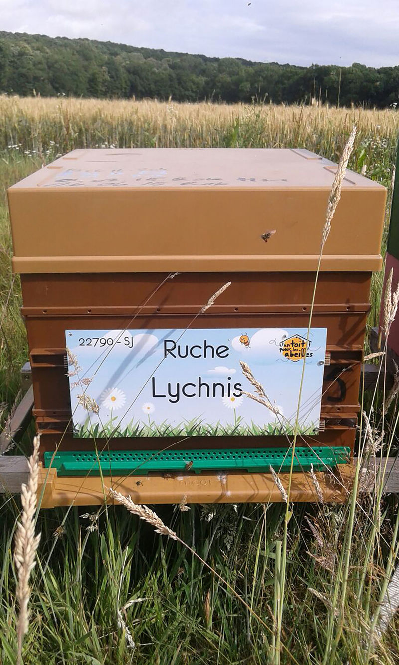 La ruche