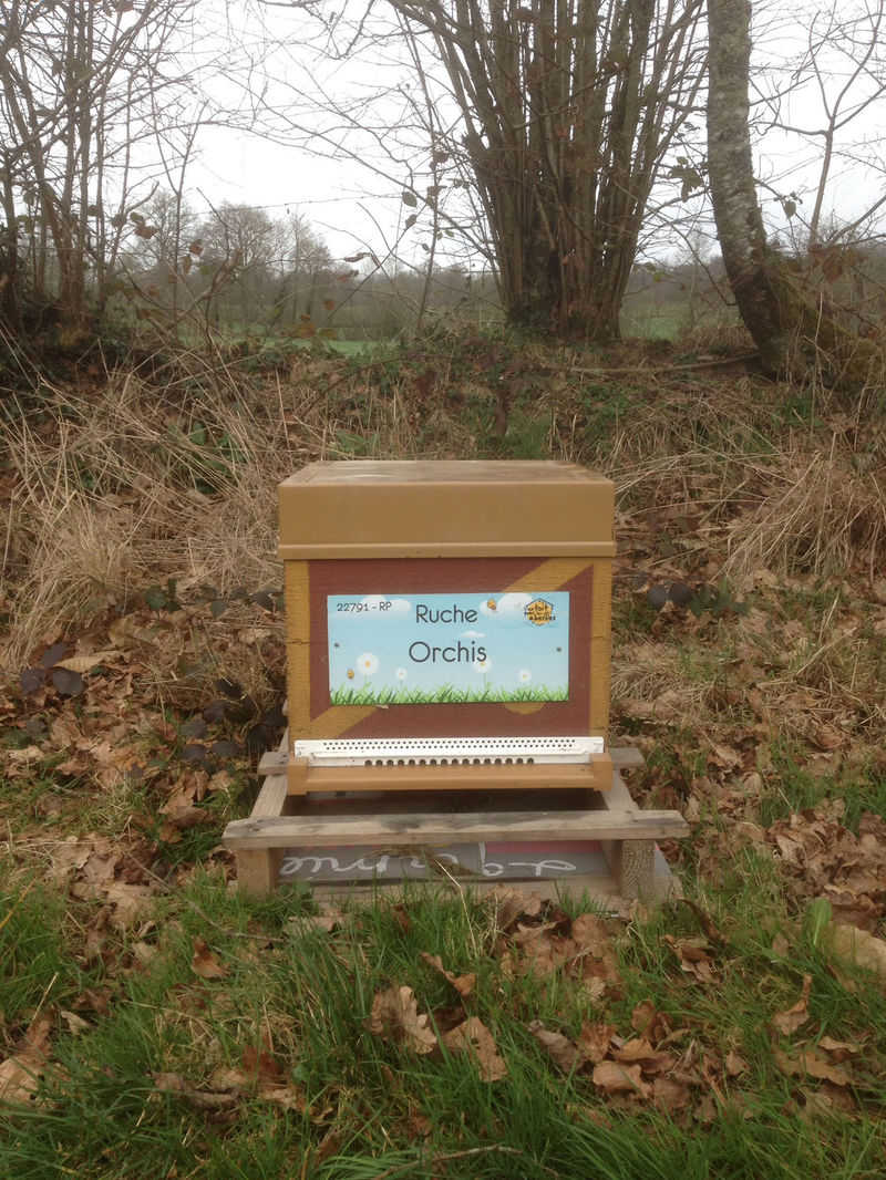 La ruche Orchis