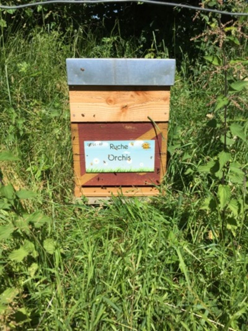 La ruche Orchis