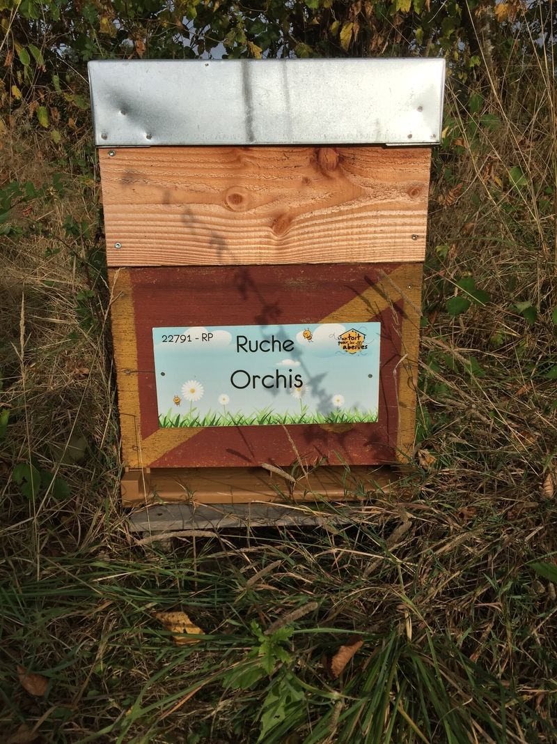 La ruche Orchis