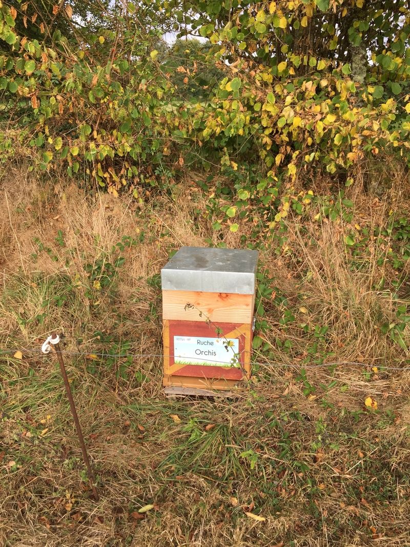 La ruche Orchis