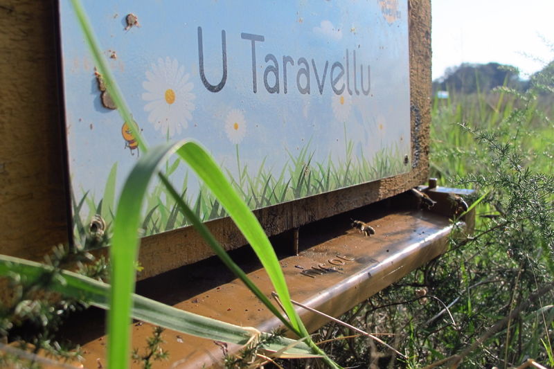 La ruche U Taravellu