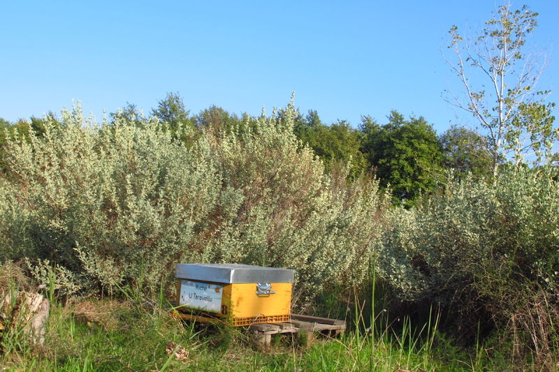 La ruche U Taravellu